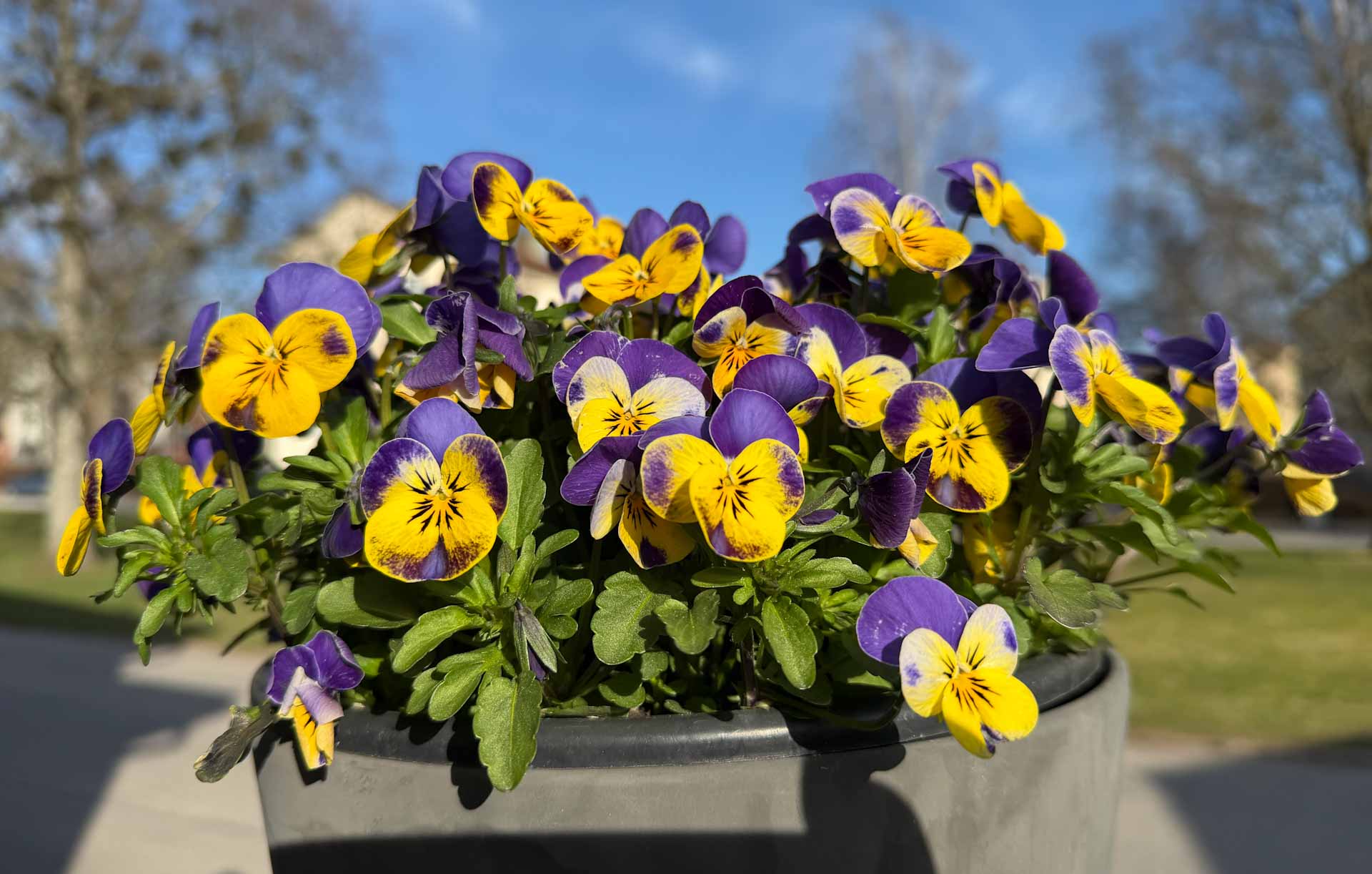 Nu-är-det-vår-solen-lyser